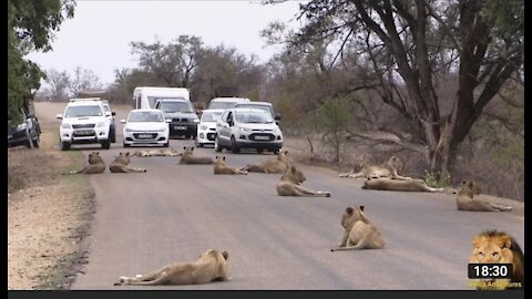 The power of Lion stops the cars