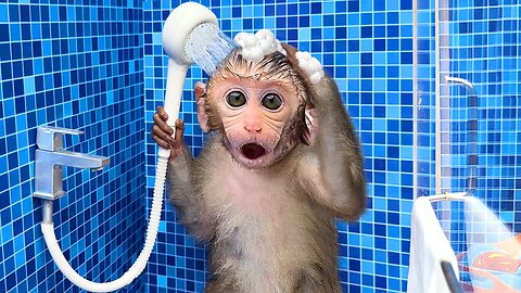 Monkey Baby Bon Bon oes to the toilet and plays with Ducklings in the swimming pool