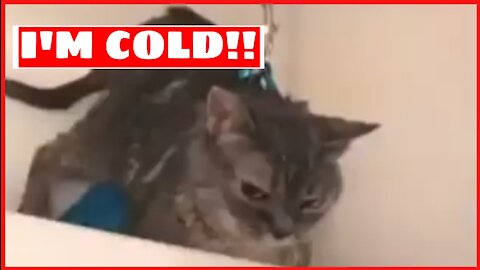 The cat: I'm cold!!!