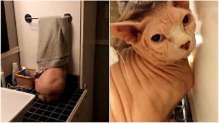 This cat has a hiding place when it's bath time