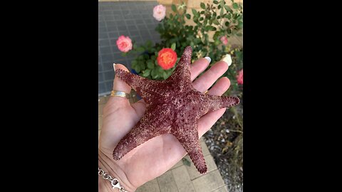 Starfish