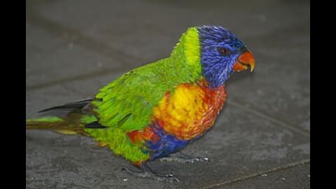 Adorable lorikeets parrot pair ❤