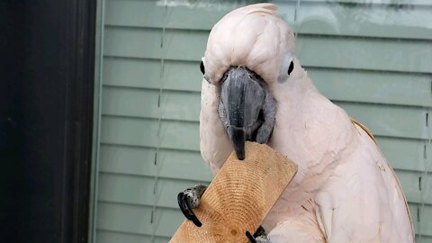 Cockatoo decides to do some woodworking on the patio