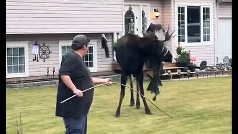 When You Find A Moose Wearing Halloween Decorations