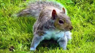 IECV NV #219 - 👀 Squirrel Out Back 🐿️ By The Weeping Cherry Tree 4-8-2016