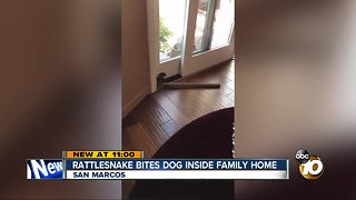 Rattlesnake bites dog in kitchen