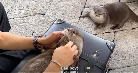 Otters Are Upset that Dad is Leaving