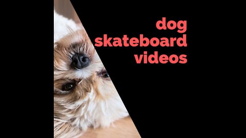 Videos of dog skating in the yard