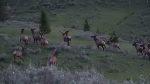 VELVET MANIA VIDEO 13 BULL ELK!