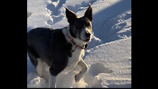 Puppy snow day after Calgary snowfall.