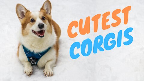 Corgi CUTEST Compilation