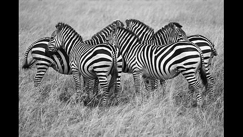 ZebraStripes #SafariSpotting #Nature'sPatterns #ZebraWorld #SafariAdventures #ZebraMagic