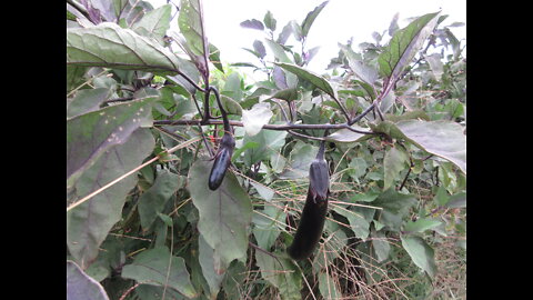 A Jupiter Plant Eggplant Oct 2021