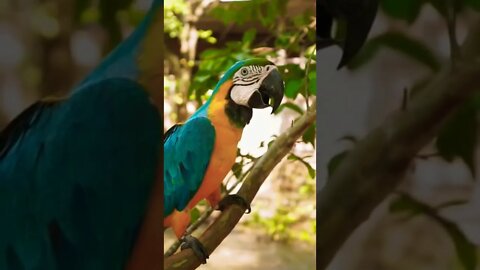 Best youtub birds parrot nature sounds #Shorts #Shortsfeed#youtubepets&animals