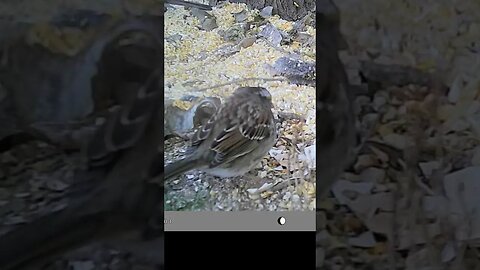 Mad finch 🐦 takes frustrations out on the🌽 corn #cute #funny #animal #nature #wildlife #trailcam