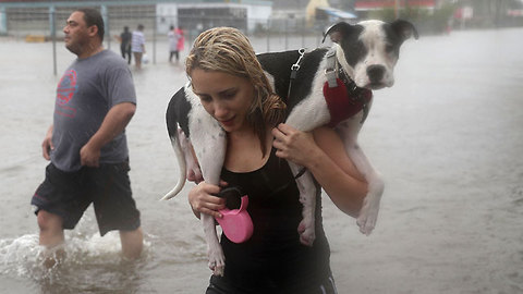 Texas pets in peril after heavy flooding caused by Harvey