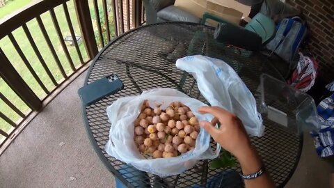 How to grow a Ginkgo tree from seed