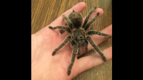 Tarantula 🎥 Tarantula