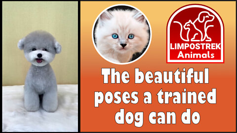 The beautiful poses a trained dog can do