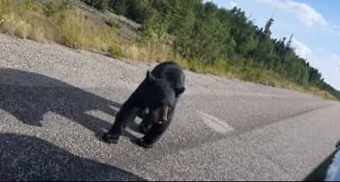 Giovani fermano l'auto per nutrire un orso