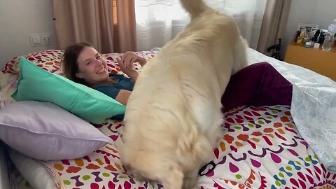 Golden Retriever demands attention from his human Mom