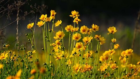 "The Vibrant World of Coreopsideae: A Deep Dive into the Sunflower Family's Hidden Gems"