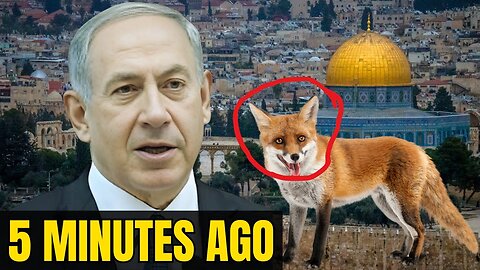 Don't Miss Out: Mysterious Fox Sighting at Temple Mount—A Prophetic Sign of the Third Temple?