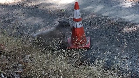 Romantic Encounter Between Energetic Hog And Idle Traffic Cone