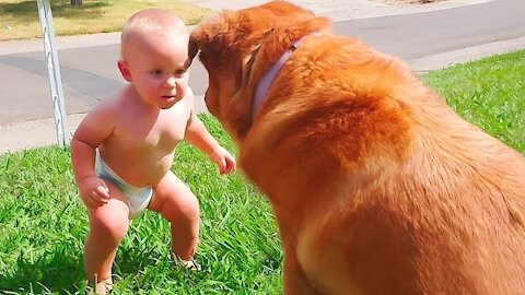 Funny Videos Animals - Try not to laugh - Dog 2021