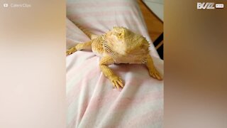 La pogona sorride alla padrona