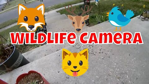 Wildlife And Feral Cat Live Camera! 📹