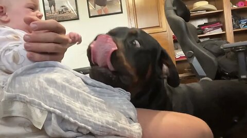 Rottweiler Wants His Baby