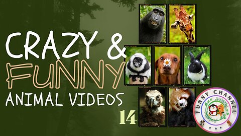 Funny Animals 14 | Funny Channel