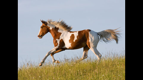 beautiful horses