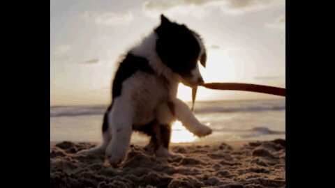 Cute puppy playing on the beach, sunset