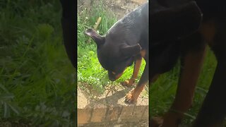 Cute dog goes for a walk #shorts #short #viral #trending #subscribe