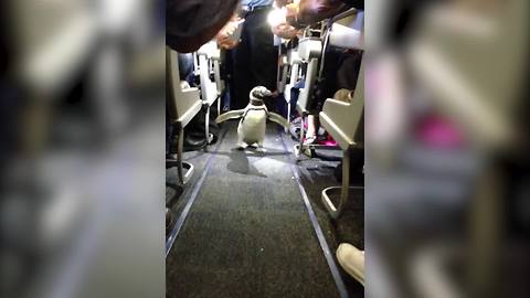 "A Penguin On A Plane Is Allowed To Walk Down Aisle"