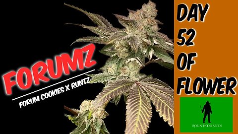 Forumz at 52 Days of Flower | Robinhood seeds | Forum Cookies x Runtz