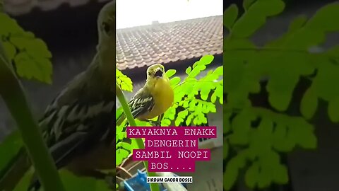 SUARA BURUNG!!!BURUNG SIRTU JINAK DI SAWANG SAWANG SAMBIL NGOPI DENGERIN SUARA MERDUNYA MANTAP BOS