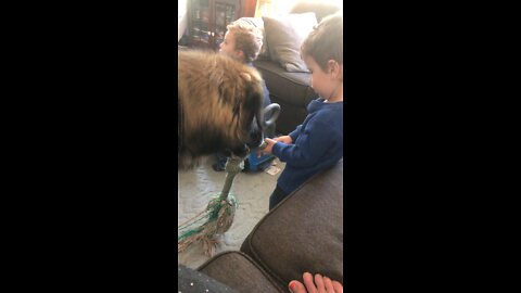 Magnus the Leonberger dog plays tug-of-war with toddler