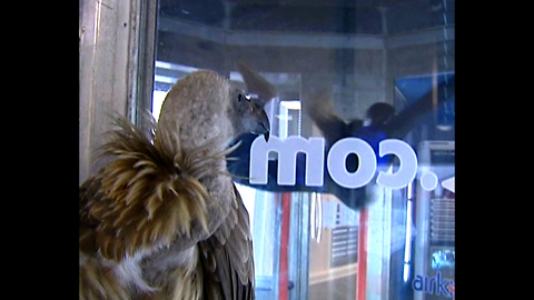 Vultures Flies In Wind Tunnel