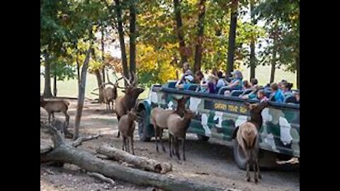 VISITING the North GA Wildlife Park|Safari Drive-Thru|FEEDING ANIMALS