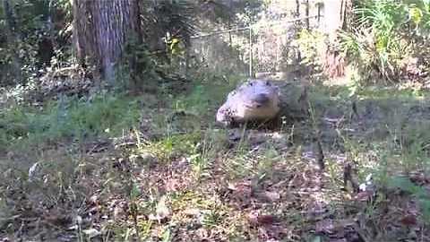 Cuban Crocodile obeys on command!