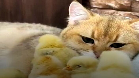 Cat and Duckling Form the Cutest Friendship Ever!