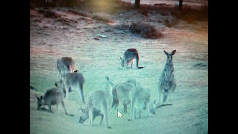 Australian Kangaroos