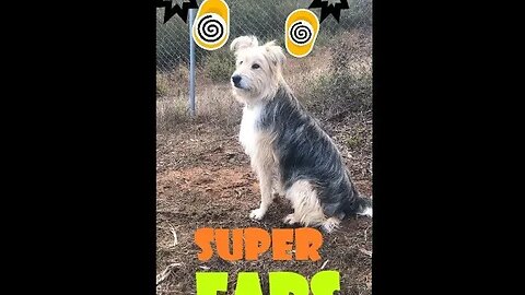 DOGs SUPER Ears| Australian FeMale | Dog Easy 101 | Good Girl