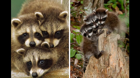 Watch Curious Baby Raccoons Explore a Garden