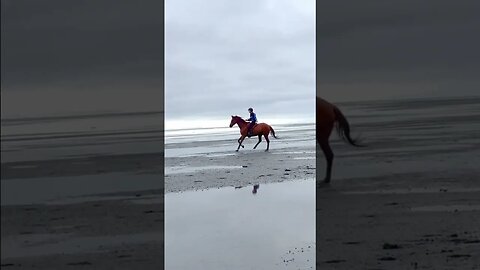 Cantering A Horse Bridleless On The Beach #freeriding #bridleless