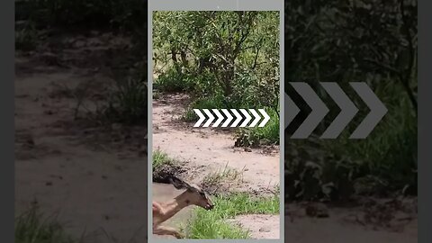 Unbelievable Twist of Fate Antelope Eludes Crocodile, Falls into Leopard's Grasp