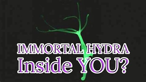 IMMORTAL HYDRA VULGARIS